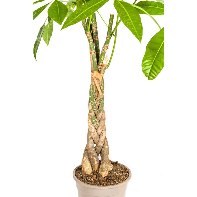 Pachira Aquatica Ø21cm - ↕100cm