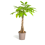 Pachira Aquatica Ø19cm - ↕80cm