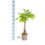 Pachira Aquatica Ø19cm - ↕80cm