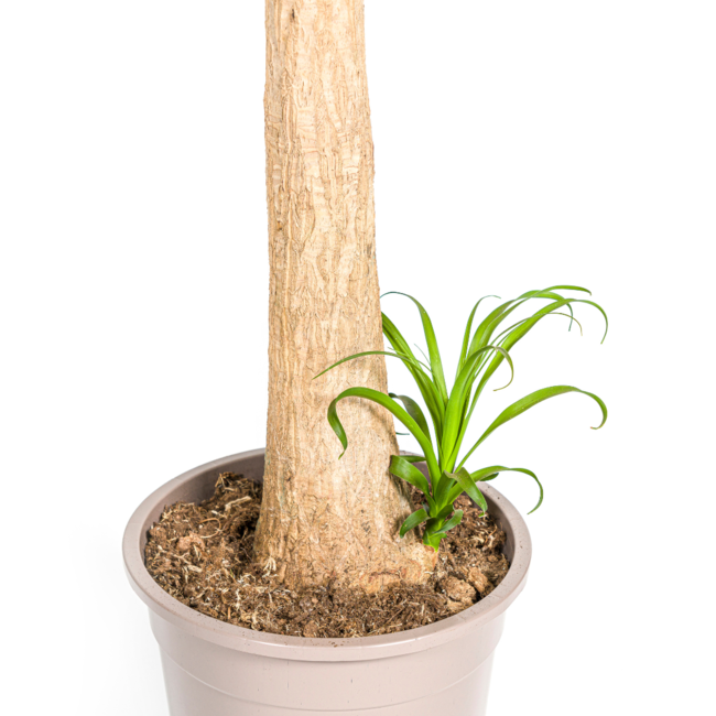 Beaucarnea Recurvata Stam Ø27cm - ↕120cm