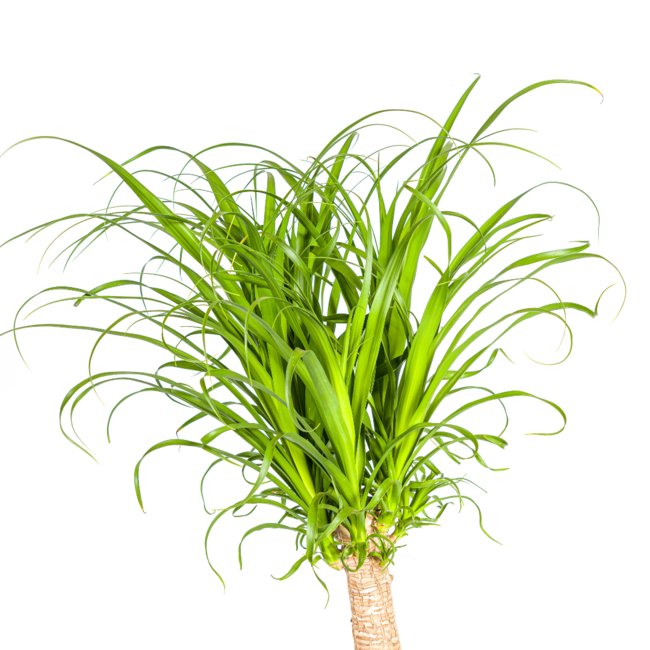 Beaucarnea Recurvata Stam Ø27cm - ↕120cm