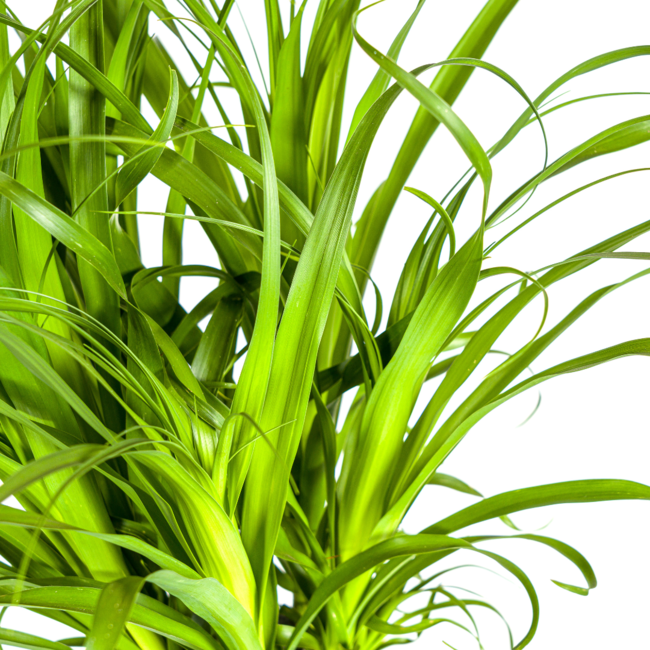 Beaucarnea Recurvata Stam Ø27cm - ↕120cm