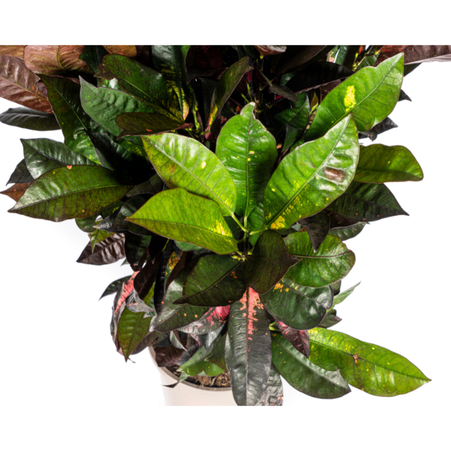 Codiaeum 'Croton' Iceton Ø24cm - ↕90-100cm