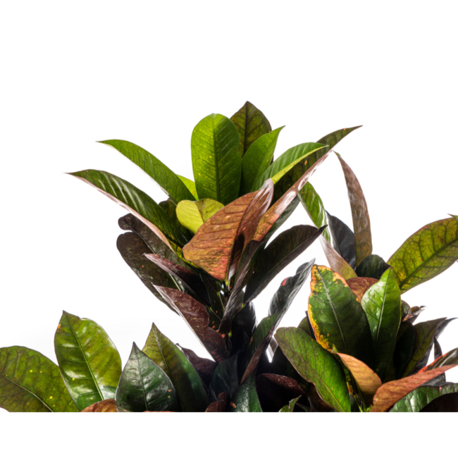 Codiaeum 'Croton' Iceton Ø24cm - ↕90-100cm