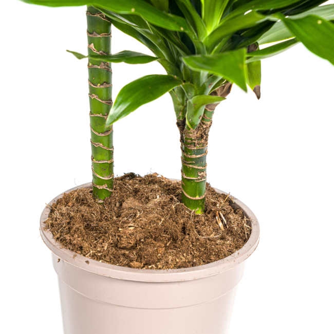 Dracaena Deremensis Green Jewel Ø19cm - ↕80cm