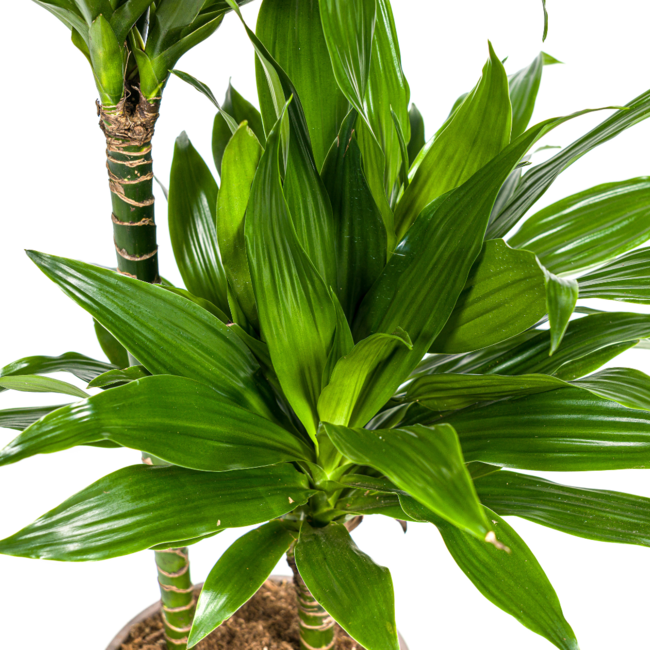 Dracaena Deremensis Green Jewel Ø19cm - ↕80cm