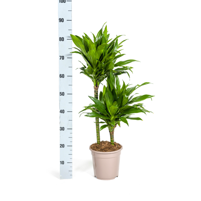 Dracaena Deremensis Green Jewel Ø19cm - ↕80cm