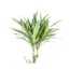 Dracaena Deremensis White Stripe Ø27cm - ↕180cm