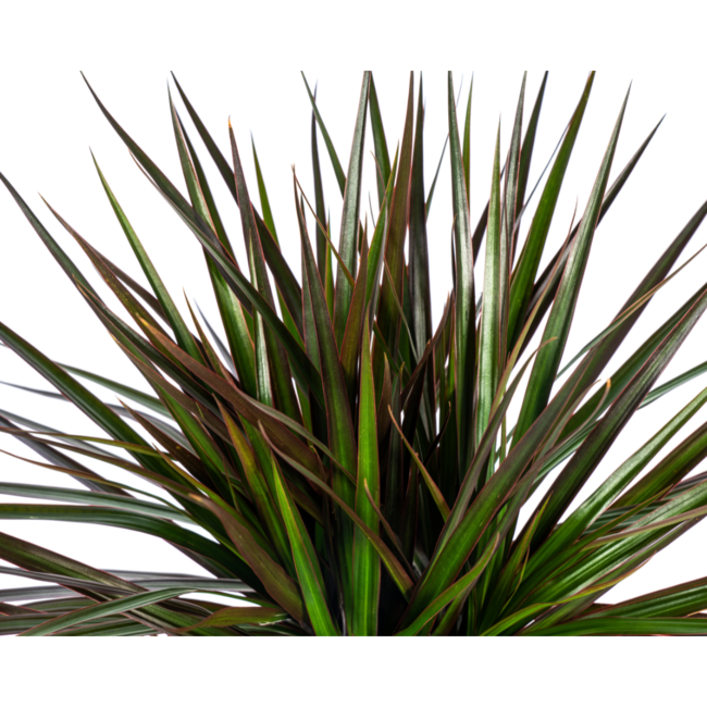 Dracaena Marginata Magenta Ø17cm - ↕60cm