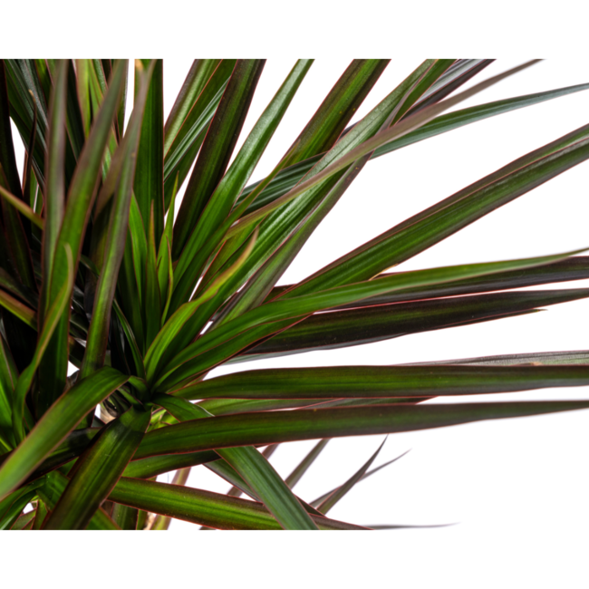 Dracaena Marginata Magenta Ø17cm - ↕60cm