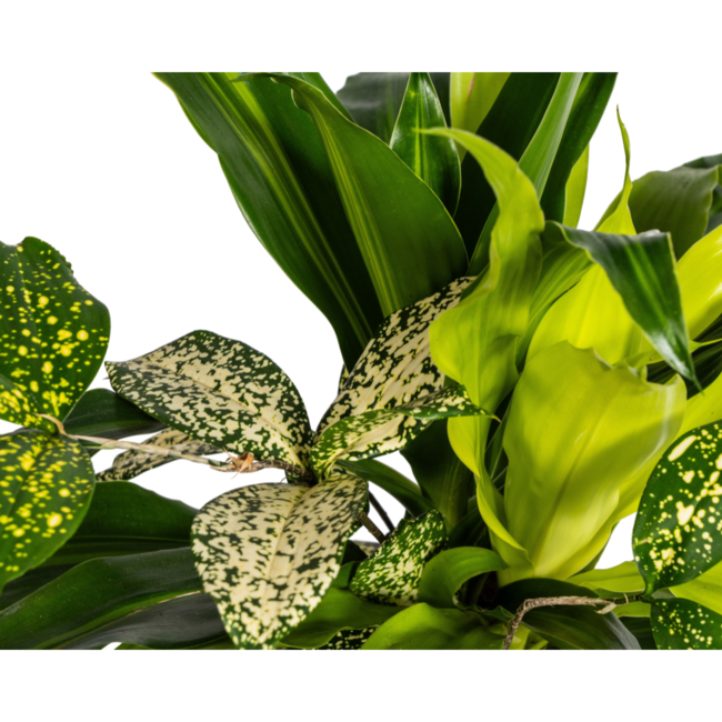 Mixed Combo Ø17cm - ↕60cm