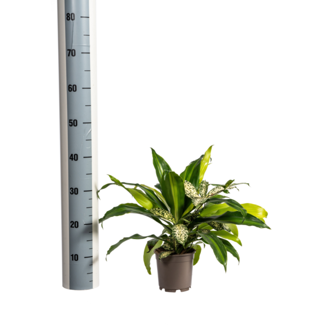 Mixed Combo Ø17cm - ↕60cm