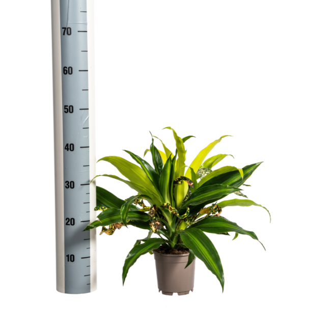 Mixed Combo Ø17cm - ↕60cm