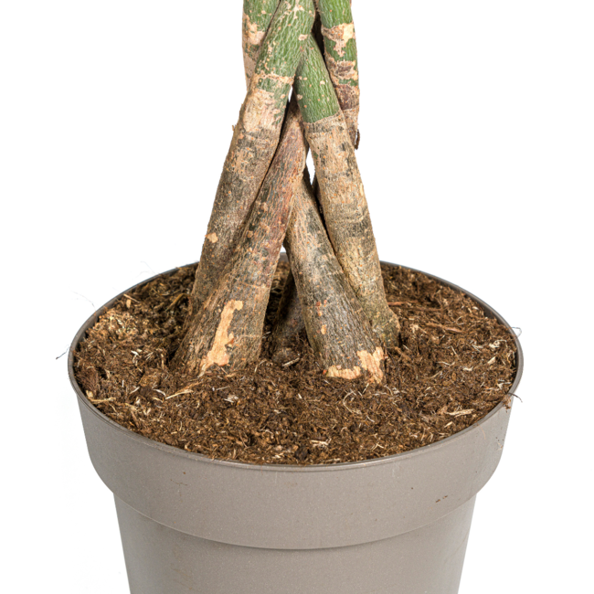 Pachira Aquatica Ø27cm - ↕140-150cm