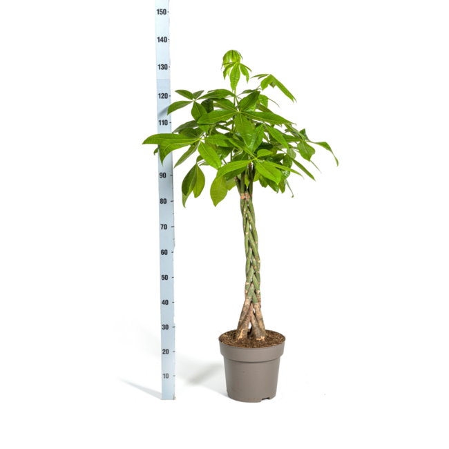 Pachira Aquatica Ø27cm - ↕140-150cm