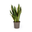 Sansevieria Trifasciata Futura Superba Ø17cm - ↕50-55cm