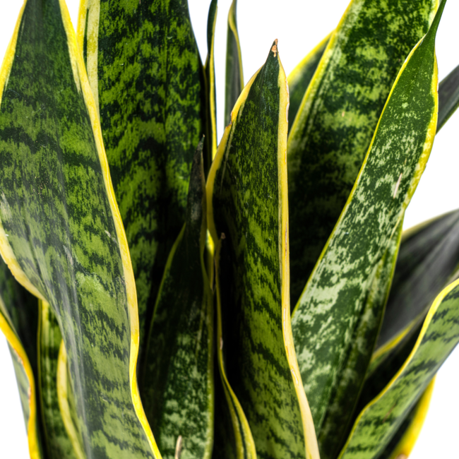 Sansevieria Trifasciata Futura Superba Ø17cm - ↕50-55cm