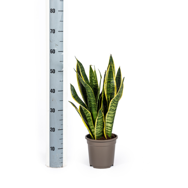 Sansevieria Trifasciata Futura Superba Ø17cm - ↕50-55cm