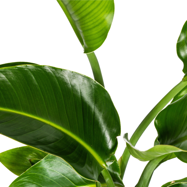 Strelitzia Nicolai Ø21cm