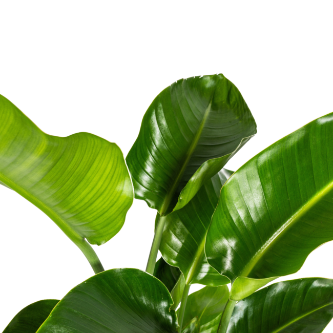 Strelitzia Nicolai Ø21cm