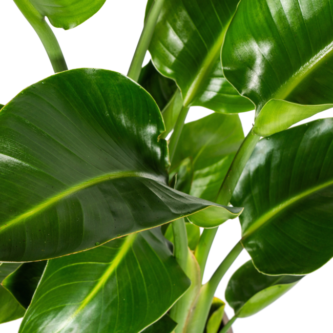 Strelitzia Nicolai Ø21cm