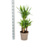 Yucca Elephantipes Ø30cm - ↕100cm