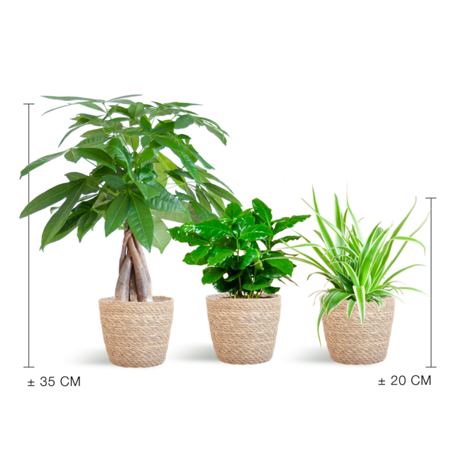 Diervriendelijke Plantenbox - klein - met Mand Sofia naturel - Ø12