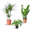 Schaduw Plantenbox - medium - zonder sierpot