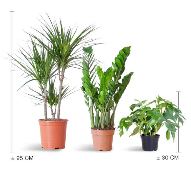 Schaduw Plantenbox - medium - zonder sierpot