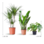 Schaduw Plantenbox - medium - zonder sierpot