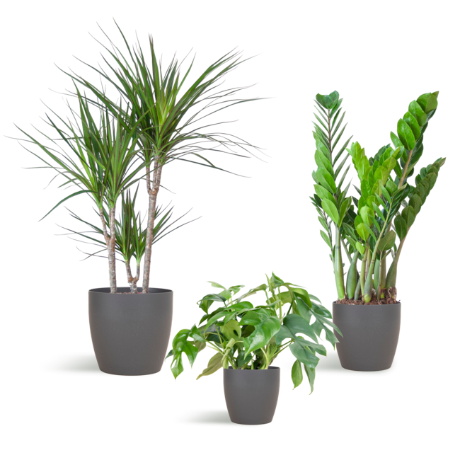 Schaduw Plantenbox - medium - met vibers pot grijs
