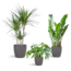 Schaduw Plantenbox - medium - met vibers pot grijs