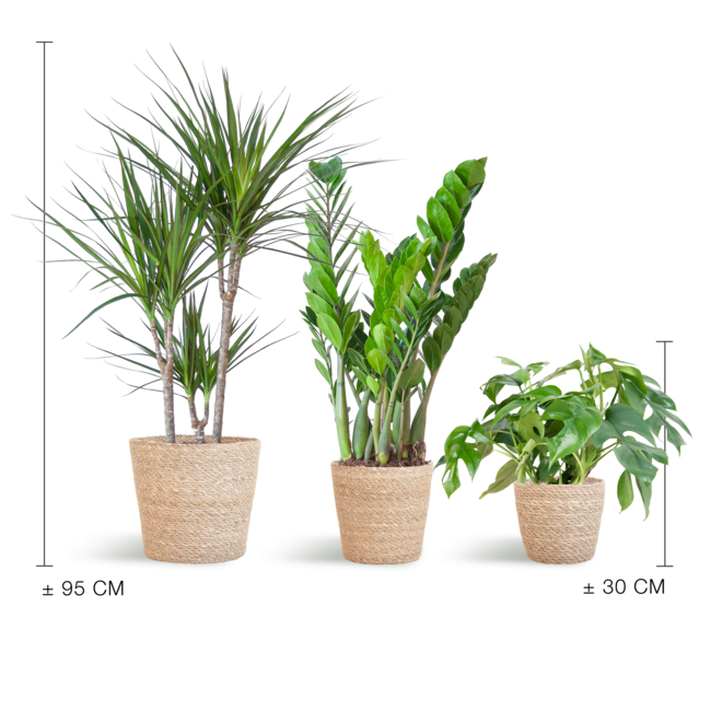 Schaduw Plantenbox - medium - met mand Sofia