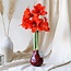 No Water Flowers® (wax amaryllis) | Waxz® Colours - Bordeaux + Red flower