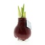 No Water Flowers® (wax amaryllis) | Waxz® Colours - Bordeaux + Red flower