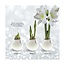 No Water Flowers® (wax amaryllis) | Waxz® Colours - White + White flower