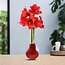 No Water Flowers® (wax amaryllis) | Waxz® Colours - Red + Red flower