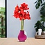 No Water Flowers® (wax amaryllis) | Waxz® Colours - Pink + Red flower