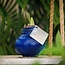 No Water Flowers® (wax amaryllis) | Waxz® Colours - Blue + Red flower
