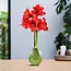 No Water Flowers® (wax amaryllis) | Waxz® Art Monet - Pastel Green + Red flower