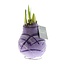 No Water Flowers® (wax amaryllis) | Waxz® Art Monet - Pastel Purple + Red flower