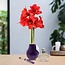 No Water Flowers® (wax amaryllis) | Parfumz - Lavender + Red flower