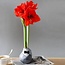 No Water Flowers® (wax amaryllis) | Giletz Bowtie - Red flower