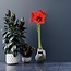 No Water Flowers® (wax amaryllis) | Giletz Bowtie - Red flower