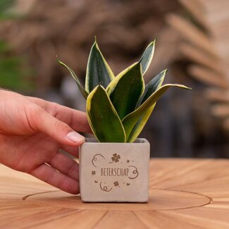 Congreet plantpots + Sansevieria | Beterschap