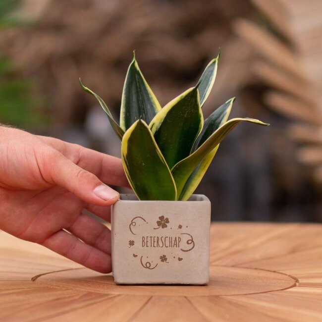 Congreet plantpots + Sansevieria | Beterschap
