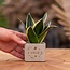Congreet plantpots + Sansevieria | Beterschap