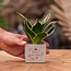 Congreet plantpots + Sansevieria | Bedankt voor je inzet
