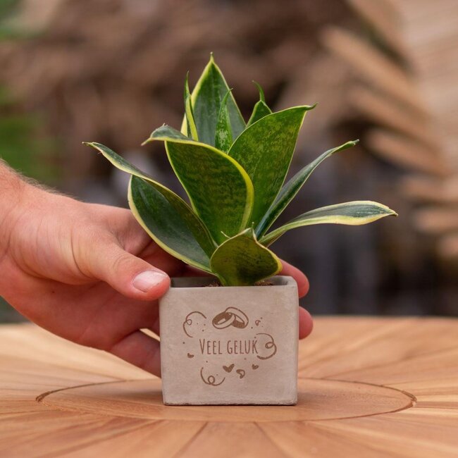 Congreet plantpots + Sansevieria | Veel geluk