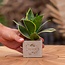 Congreet plantpots + Sansevieria | Veel geluk